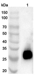 Western blot analysis was performed using anti-CRISP2 polyclonal antibody at 1ug/mL  on various samples.
Lane 1: Rat testis lysate