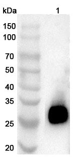 Western blot analysis was performed using anti-CRISP2 polyclonal antibody at 1ug/mL  on various samples.
Lane 1: Rat testis lysate