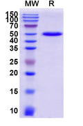 Recombinant Mouse CD40/TNFRSF5 Protein, C-Fc