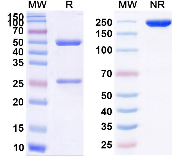 SDS-PAGE for InVivo Plus Anti-Mouse CD40/TNFRSF5 Antibody (FGK45)