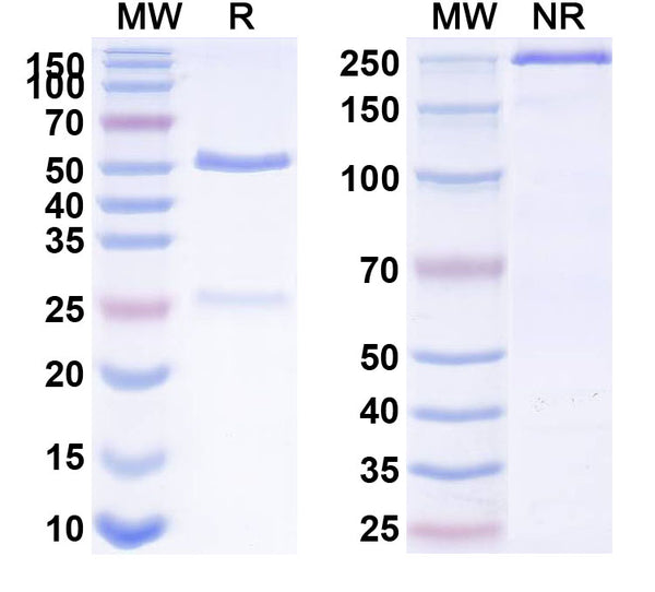 SDS-PAGE for Anti-Mouse CD11a/ITGAL Antibody (FD441.8)