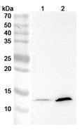 Western blot analysis was performed using anti-H4K5acK8ac monoclonal antibody at 1ug/mL  on various samples.
Lane 1: 293T cell lysate
Lane 2: HCT116 cell lysate