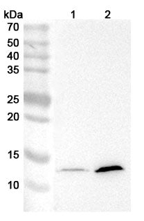 Western blot analysis was performed using anti-H4K5acK8ac monoclonal antibody at 1ug/mL  on various samples.
Lane 1: 293T cell lysate
Lane 2: HCT116 cell lysate