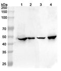 Western blot analysis was performed using anti-GFAP  polyclonal antibody at 1ug/mL  on various samples.
Lane 1: Mouse brain lysate
Lane 2: Mouse cerebellum lysate
Lane 3: Rat brain lysate
Lane 4: Rat cerebellum lysate