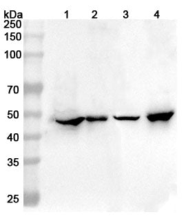 Western blot analysis was performed using anti-GFAP  polyclonal antibody at 1ug/mL  on various samples.
Lane 1: Mouse brain lysate
Lane 2: Mouse cerebellum lysate
Lane 3: Rat brain lysate
Lane 4: Rat cerebellum lysate