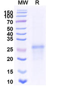 Recombinant Mouse SDC4 Protein, C-His