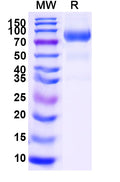 Recombinant Mouse CD332/FGFR2 Protein, C-Fc