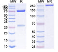 SDS-PAGE for Anti-Mouse CD21/CD35 Antibody (7G6)