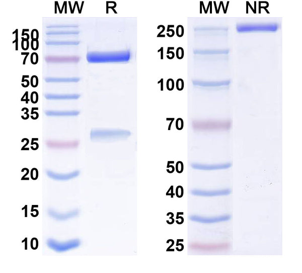 SDS-PAGE for Anti-Mouse CD21/CD35 Antibody (7G6)