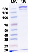 SDS-PAGE for InVivoMAb Anti-Mouse CD19 & CD3e Bispecific Antibody (Iv0224)