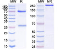 SDS-PAGE for Anti-Mouse CD19 Antibody (1D3)