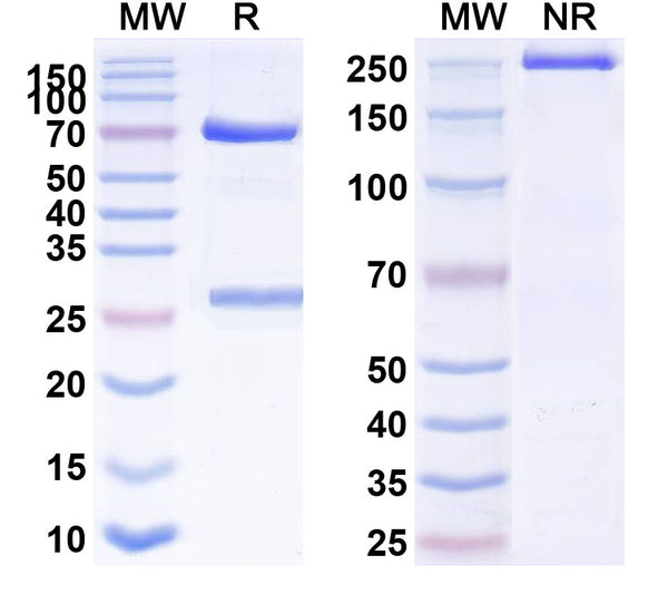 SDS-PAGE for Anti-Mouse CD19 Antibody (1D3)