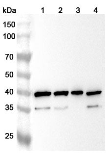 Western blot analysis was performed using anti-CASP8 polyclonal antibody at CASP8 on various samples.
Lane 1: Jurkat cell lysate
Lane 2: 293T  cell lysate
Lane 3: HCT116  cell lysate
Lane 4: THP-1 cell lysate