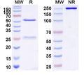 SDS-PAGE for InVivoMAb Anti-Mouse F4/80 & CD3e Bispecific Antibody (Iv0232)