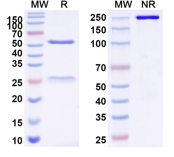 SDS-PAGE for InVivoMAb Anti-Mouse F4/80 & CD3e Bispecific Antibody (Iv0232)