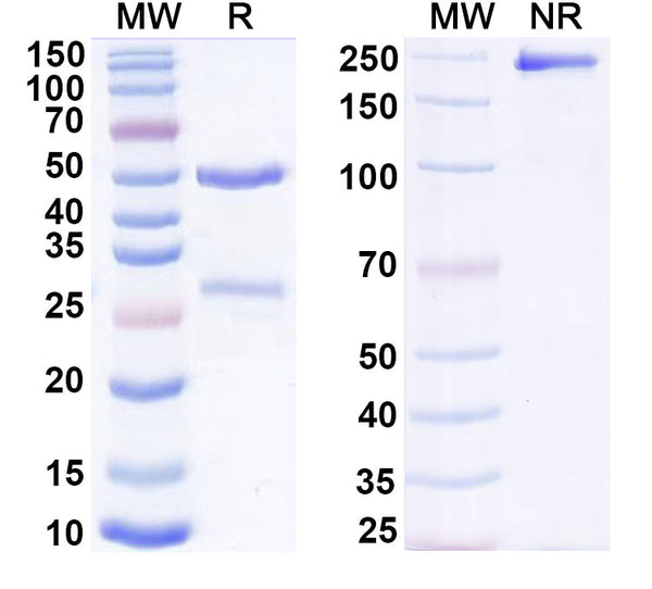 SDS-PAGE for Anti-Mouse F4/80 Antibody (SAA2157)