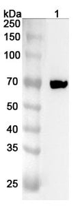 Western blot analysis was performed using anti-RIPK1 polyclonal antibody at RIPK1 on various samples.
Lane 1: Rat heart lysate