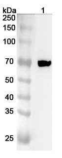 Western blot analysis was performed using anti-RIPK1 polyclonal antibody at RIPK1 on various samples.
Lane 1: Rat heart lysate