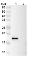 Western blot analysis was performed using anti-CD137 monoclonal antibody at 1ug/mL on various samples.
Lane 1: recombinant mouse CD137  (Catalog No: MC336012)
Lane 2: negative control