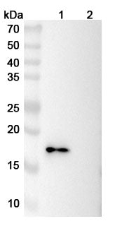 Western blot analysis was performed using anti-CD137 monoclonal antibody at 1ug/mL on various samples.
Lane 1: recombinant mouse CD137  (Catalog No: MC336012)
Lane 2: negative control
