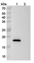 Western blot analysis was performed using anti-CD137 monoclonal antibody at 1ug/mL on various samples.
Lane 1: recombinant mouse CD137  (Catalog No: MC336012)
Lane 2: negative control