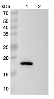 Western blot analysis was performed using anti-CD137 monoclonal antibody at 1ug/mL on various samples.
Lane 1: recombinant mouse CD137  (Catalog No: MC336012)
Lane 2: negative control