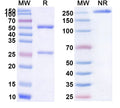 SDS-PAGE for InVivo Plus Anti-Mouse CD137/4-1BB/TNFRSF9 Antibody (3H3)