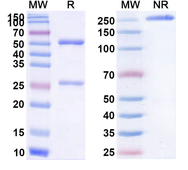 SDS-PAGE for InVivo Plus Anti-Mouse CD137/4-1BB/TNFRSF9 Antibody (3H3)