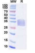 Recombinant Mouse CD47/IAP Protein, C-His