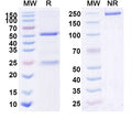 SDS-PAGE for InVivoMAb Anti-Mouse PD-1 & CD47 Bispecific Antibody (Iv0241)