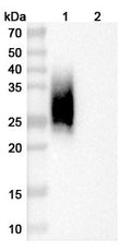 Western blot analysis was performed using anti-CD47/IAP  monoclonal antibody at 1ug/mL on various samples.
Lane 1: recombinant mouse CD47/IAP  (Catalog No: MC359011)
Lane 2: negative control