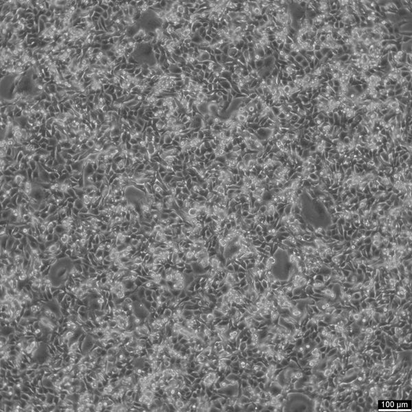 MC38 cell