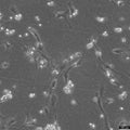 MC3T3-E1 Subclone 24 cell