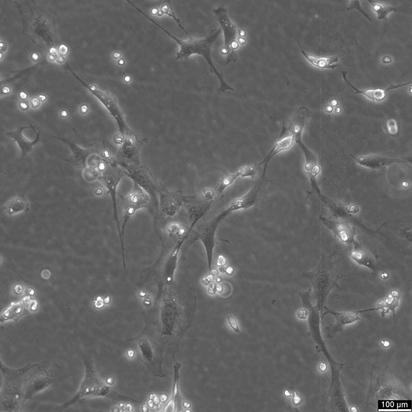 MC3T3-E1 Subclone 24 cell