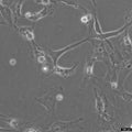 MC3T3-E1 Subclone 14 cell
