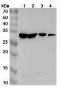 Western blot analysis was performed using anti-FADD polyclonal antibody at 1ug/mL on various samples.
Lane 1: Hela cell lysate
Lane 2: A549 cell lysate
Lane 3: HepG2 cell lysate
Lane 4: Jurkat cell lysate