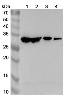 Western blot analysis was performed using anti-FADD polyclonal antibody at 1ug/mL on various samples.
Lane 1: Hela cell lysate
Lane 2: A549 cell lysate
Lane 3: HepG2 cell lysate
Lane 4: Jurkat cell lysate