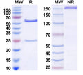 SDS-PAGE for Anti-Mouse CD161/KLRB1/NK1.1 Antibody (PK136)