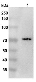 Western blot analysis was performed using anti-IL18R1 polyclonal antibody at 1ug/mL on various samples.
Lane 1: Jurkat cell lysate