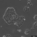 MCF-7 cell