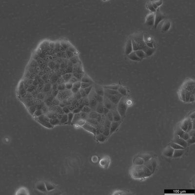 MCF-7 cell