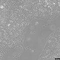 MCF10A cell