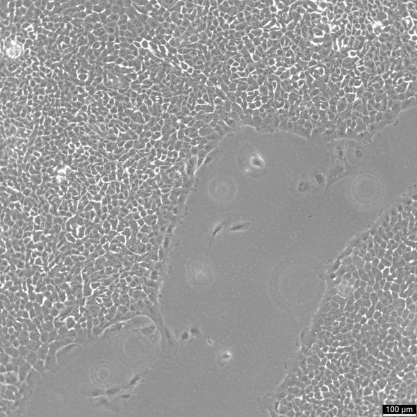 MCF10A cell