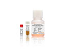 Mouse Skeletal Muscle Myoblast Differentiation Medium – Figure 1 of 1
