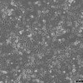 MDA-MB-157 cell