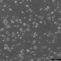 MDA-MB-231-GFP cell