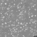 MDA-MB-415 cell