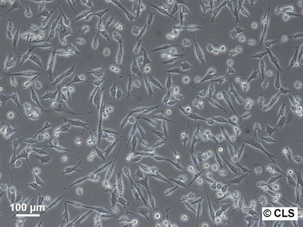 MDA-MB-435S cell
