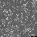 MDA-MB-436 cell