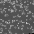 MDA-MB-468 cell